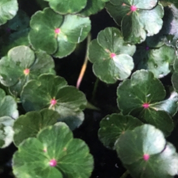 Hydrocotyle verticillata