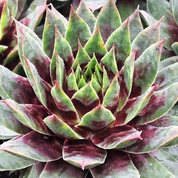 Sempervivum 'Cranberry Cocktail™' 