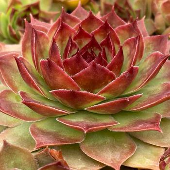 Sempervivum 'Giant Copper Canyon' 