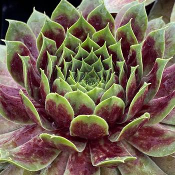 Sempervivum 'Giant Emerald Explosion' 