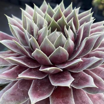 Sempervivum 'Giant Glacier Blue' 