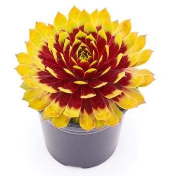 Sempervivum Chick Charms® 'Giant Gold Mine'