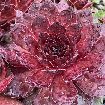 Sempervivum 'Giant Maroon Mountain' 