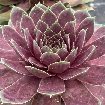 Sempervivum 'Giant Pink Sapphire' 