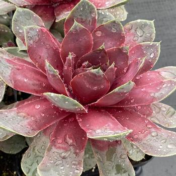 Sempervivum 'Giant Steel Appeal' 