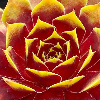 Sempervivum 'Gold Crown™' 