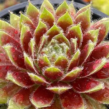 Sempervivum Chick Charms® 'Gold Dust™'