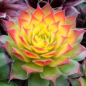 Sempervivum 'Gold Nugget™' 