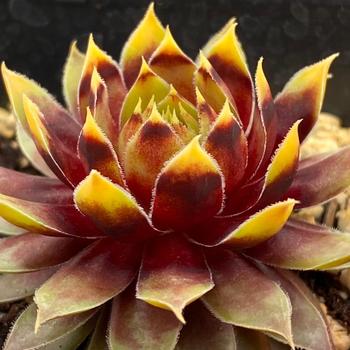 Sempervivum Chick Charms® 'Gold Rush™'