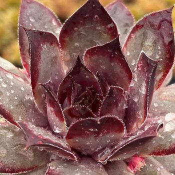 Sempervivum 'Grape Galaxy™' 