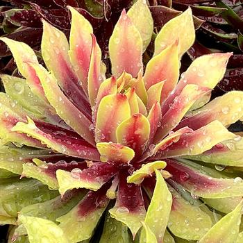 Sempervivum 'Lemon Waves™' 