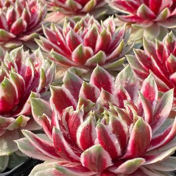 Sempervivum Chick Charms® 'Lotus Blossom™'