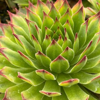 Sempervivum Chick Charms® 'Mint Chocolate Chip™'