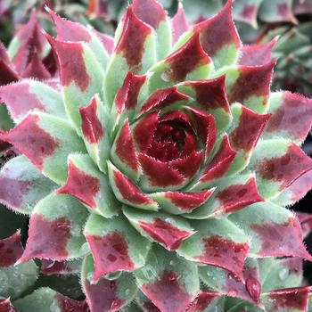 Sempervivum 'Mint Marvel™' 