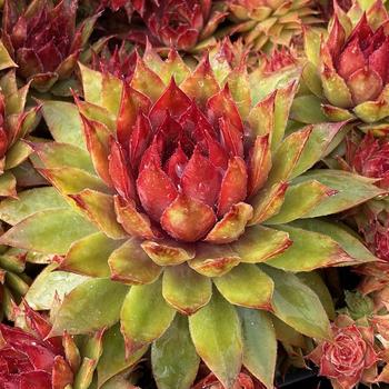 Sempervivum Chick Charms® 'Pineapple Paradise™'