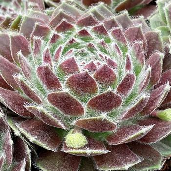 Sempervivum 'Powdered Pastry™' 