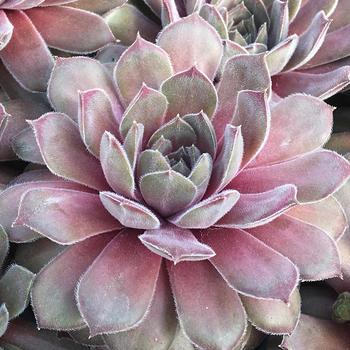 Sempervivum Chick Charms® 'Silver Suede™'