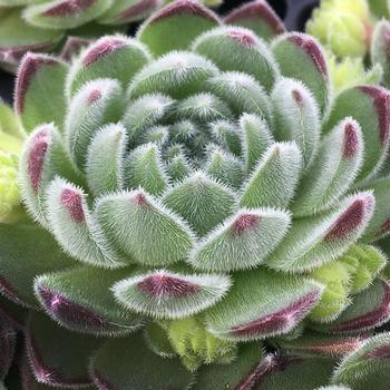 Sempervivum 'Sugar Shimmer™' 