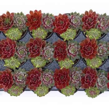 Sempervivum 'Trio-Berries and Cream™' 