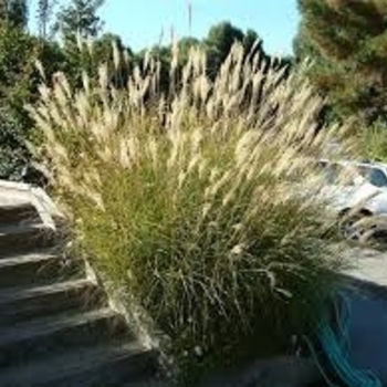 Miscanthus sinensis 'Yaku Jima' 