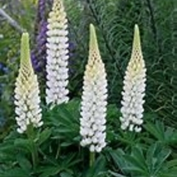 Lupinus 'Popsicle Yellow' 