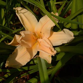 Hemerocallis 'Scatterbrain' 