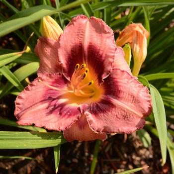 Hemerocallis 'Just Plum Happy' PP14841