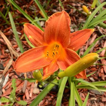 Hemerocallis 'Paprika Velvet' 