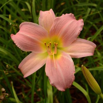 Hemerocallis 'Bama Music'