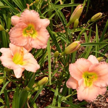 Hemerocallis 'Chorus Line' 