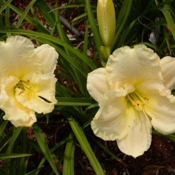 Hemerocallis 'New Falling Stars'