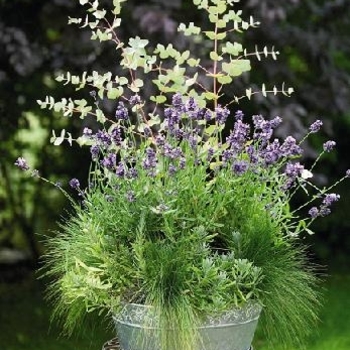 Lavandula angustifolia 'Vicenza Blue' 