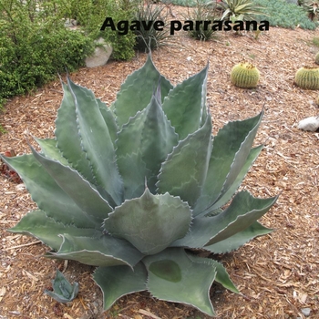 Agave parrasana