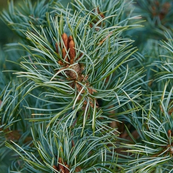 Pinus parviflora 'Gimborn's Ideal' 