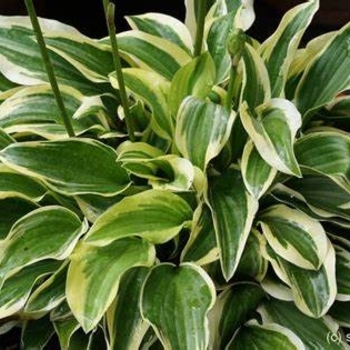 Hosta 'Love Pat' 