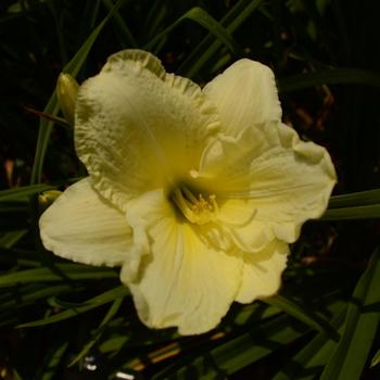 Hemerocallis 'Cloud Baron'