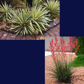 Yucca 'Multiple Varieties' 