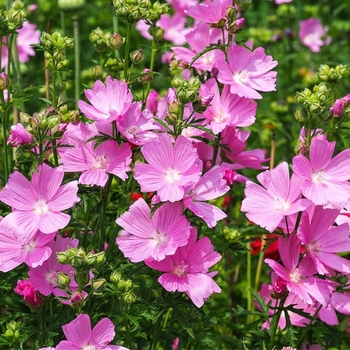 Sidalcea hendersonii