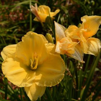 Hemerocallis 'Carolyn Criswell' 