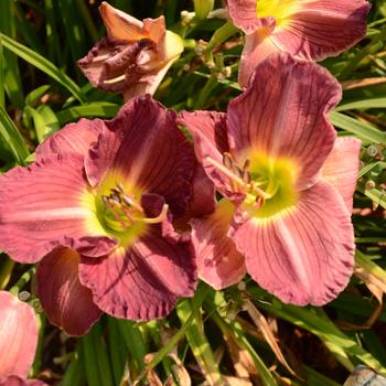 Hemerocallis 'Siloam Irving Hepner'