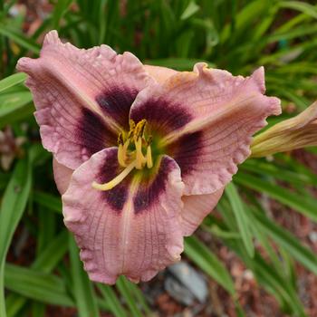 Hemerocallis 'Siloam Merle Kent'