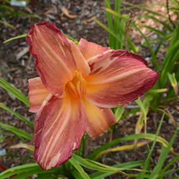 Hemerocallis 'Pink Stripes'