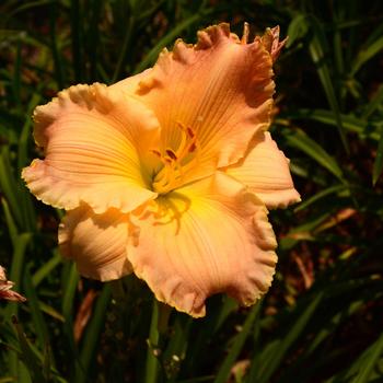 Hemerocallis 'Autumn Wood'