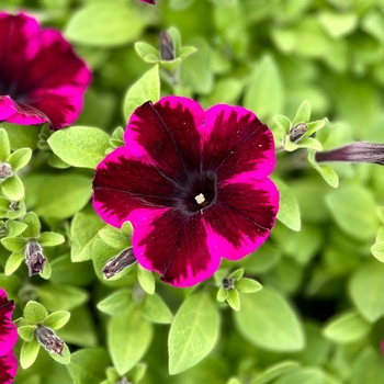 Petunia 'Glow™ Fluor Rose' 