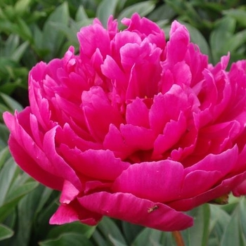 Paeonia lactiflora 'General MacMahon' 