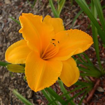 Hemerocallis 'Intense Orange Gold'