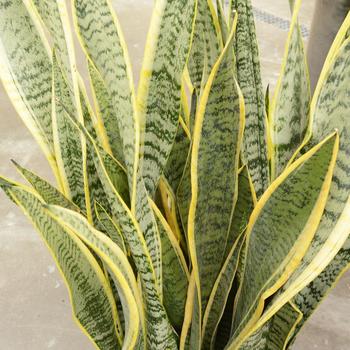 Sansevieria laurentii 