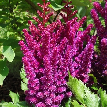 Astilbe chinensis 'Little Vision in Purple' PP21855 CPBR5102