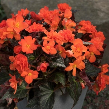 Begonia boliviensis 'Portofino Hot Orange' 