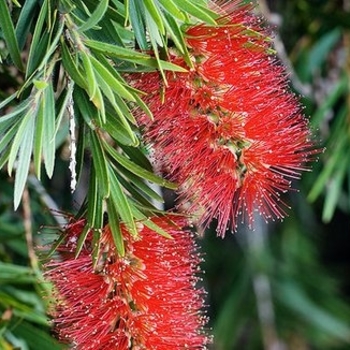 Callistemon acuminatus